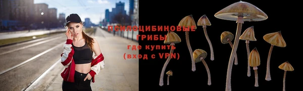 прущие грибы Вязники